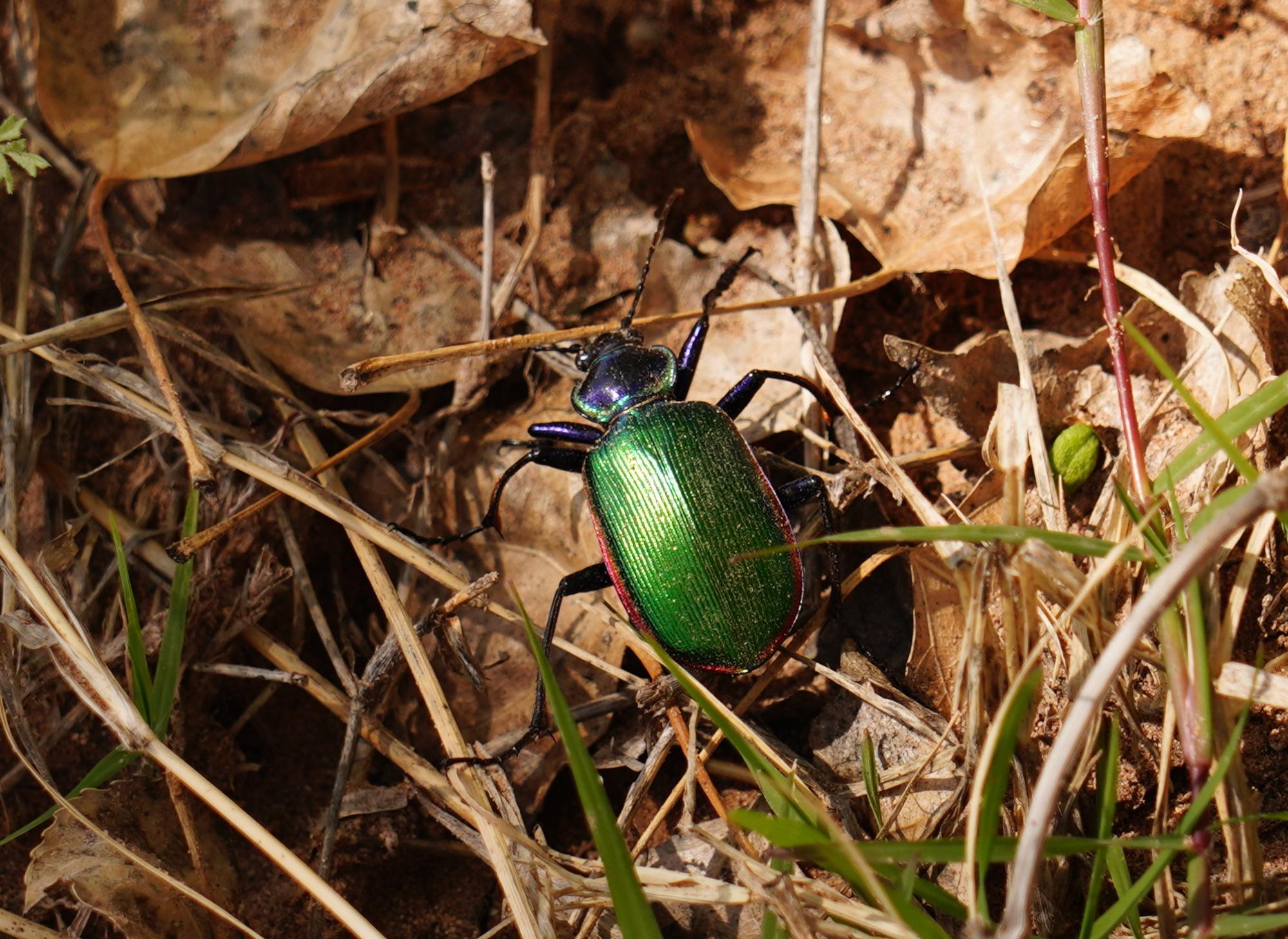 Photo of green bug.