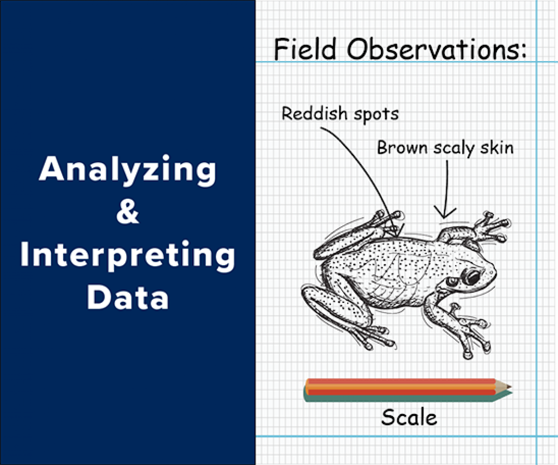 Analyzing and Interpreting Data